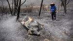 Si Jago Merah Lalap Hutan di Meksiko