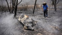 FHewan ternak seperti sapi juga jadi korban kebakaran hutan di Meksiko.