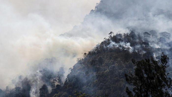 Si Jago Merah Lalap Hutan di Meksiko Kebakaran hutan melanda Meksiko, Senin (25/3/2024) waktu setempat. Bahkan kebakaran merembet ke permukiman dan menghanguskan sejumlah rumah.