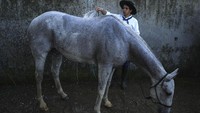 Jika tidak sedang berkompetisi dalam Festival Creole, gaucho ini bekerja dan mengurus berbagai ternak mulai dari kuda dan sapi di peternakan mereka masing-masing.    
