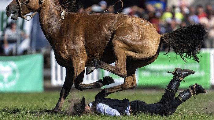 Aksi Koboi Uruguay Taklukan Kuda Liar Saat Pekan Paskah A horse and a gaucho or South American cowboy fall to the ground during the Criolla Week rodeo festival, in Montevideo, Uruguay, Tuesday, March 26, 2024. The rodeo has been a Holy Week tradition since 1925. (AP Photo/Matilde Campodonico)