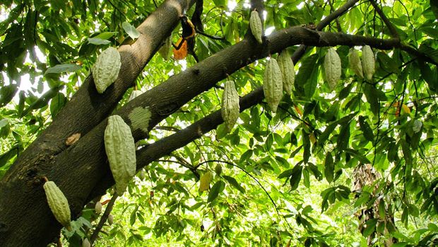 Buah Kakao. (Dok. Freepik)