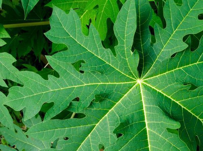 Ilustrasi daun pepaya.