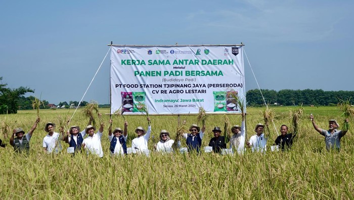 Jaga Pasokan, Begini Potret Panen Padi Bersama di Indramayu BUMD Pangan DKI Jakarta PT Food Station Tjipinang Jaya (Perseroda) melakukan panen bersama hasil Budidaya Padi di Desa Mekarjaya Kecamatan Gantar, Kabupaten Indramayu, Selasa, 26 Maret 2024.