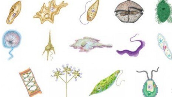 Kingdom Protista.