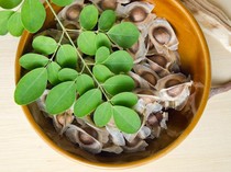 Daun Kelor Bisa Mengusir Jin, Biji Kelor Justru Enak Dibikin Kopi