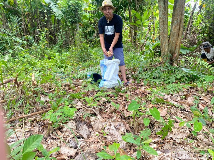 Petani duku di Desa Rantau Alai mengeluhkan harga duku yang saat ini anjlok. Harga duku saat ini Rp 3 ribu per kilogram.