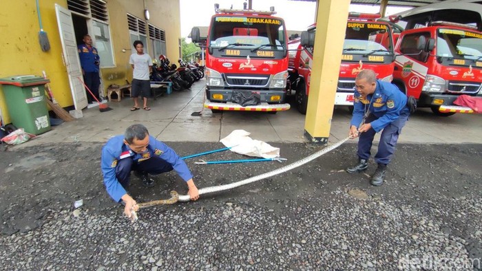 Petugas Damkar Ciamis memperlihatkan ular sanca yang ditangkap di perkotaan Ciamis.