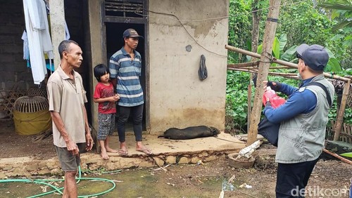 Petugas dari Distan PP saat melakukan pengecekan terhadap babi milik warga di Desa Ban, Kecamatan Kubu, Kabupaten Karangasem, Selasa (26/3/2024). (Istimewa)