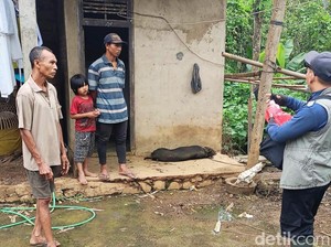Kasus Babi Mati di Karangasem Terus Bertambah, Peternak Resah