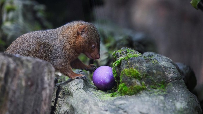 A dwarf mongoose finds an Easter egg at the Zoo in Gelsenkirchen, Germany, March 27, 2024. REUTERS/Jana Rodenbusch