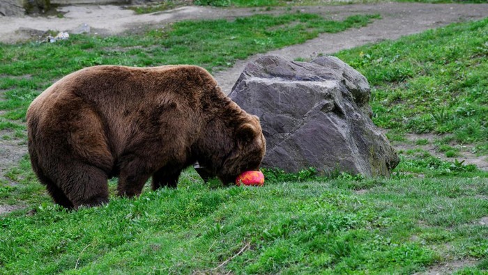 RELIGION-EASTER/GERMANY ZOO A dwarf mongoose finds an Easter egg at the Zoo in Gelsenkirchen, Germany, March 27, 2024. REUTERS/Jana Rodenbusch