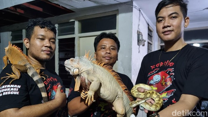 Reo Reptile Independent