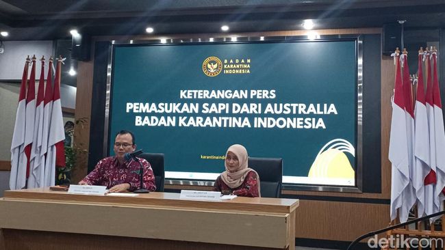 151 Sapi Impor Asal Australia Mati saat ke RI Gegara Wabah, Bangkainya Hilang!