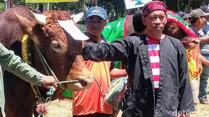 aduan sapi alun-alun bondowoso