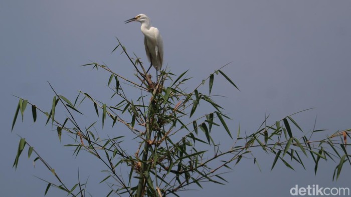 Burung belekok.