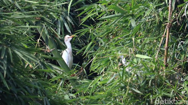 Kampung Belekok Gedebage, Kota Bandung. Kampung Belekok Gedebage, Kota Bandung.