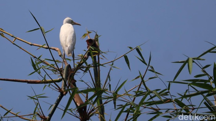 Kampung Belekok Gedebage, Kota Bandung. Kampung Belekok Gedebage, Kota Bandung.