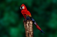 Karya Masterpiece body painting