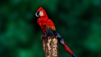 Ini adalah manusia yang duduk di pohon dengan lukisan burung kakak tua. (Foto: Boredpanda)