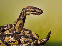 Wow! Karya Masterpiece Body Painting yang Bikin Mata Melongo