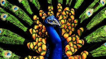 Menyerupai burung merak. (Foto: Boredpanda)