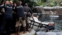 Parc Zoologique de Paris berharap bahwa betina berusia dua tahun, yang diberi nama Unai, akan kawin dengan salah satu dari tiga manatee jantan berusia 15 hingga 35 tahun, sebagai bagian dari program seluruh Eropa untuk membiakkan spesies tersebut di penangkaran.  