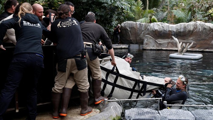 Kebun Binatang Paris Kedatangan Sapi Laut Betina, Begini Potretnya A newly arrived young female manatee cow named Unai swims in the manatee tank at the Paris Zoological Park in the Bois de Vincennes in the east of Paris, France, March 26, 2024. REUTERS/Abdul Saboor