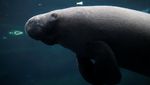 Kebun Binatang Paris Kedatangan Sapi Laut Betina, Begini Potretnya