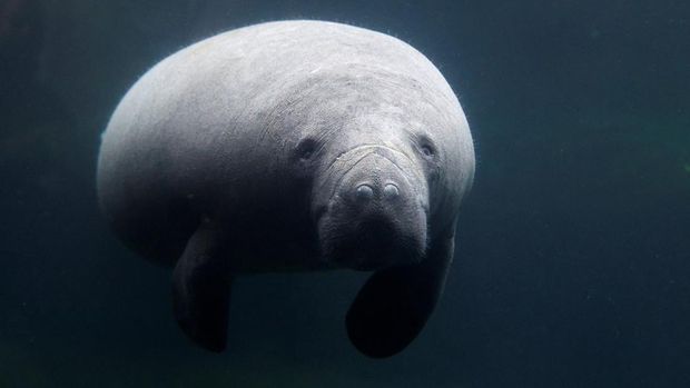 A newly arrived young female manatee cow named Unai swims in the manatee tank at the Paris Zoological Park in the Bois de Vincennes in the east of Paris, France, March 26, 2024.  REUTERS/Abdul Saboor