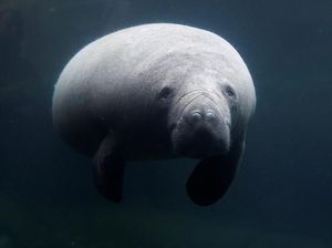 Kebun Binatang Paris Kedatangan Sapi Laut Betina, Begini Potretnya