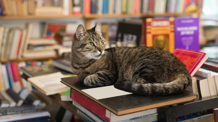 Kucing dan buku atau di perpustakaan