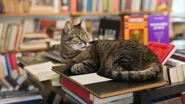 Kucing dan buku atau di perpustakaan