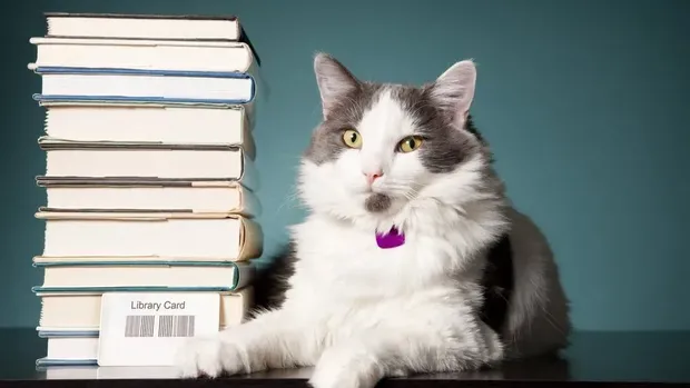 Kucing dan buku atau di perpustakaan