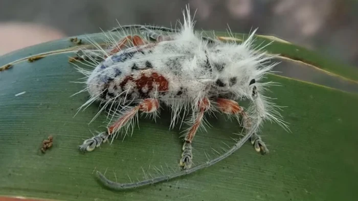 Kumbang berbulu jabrik Australia