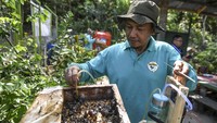 Kelompok tani itu bersinergi dengan PT Pertamina Hulu Kalimantan Timur (PHKT) dalam melakukan budi daya lebah madu kelulut.