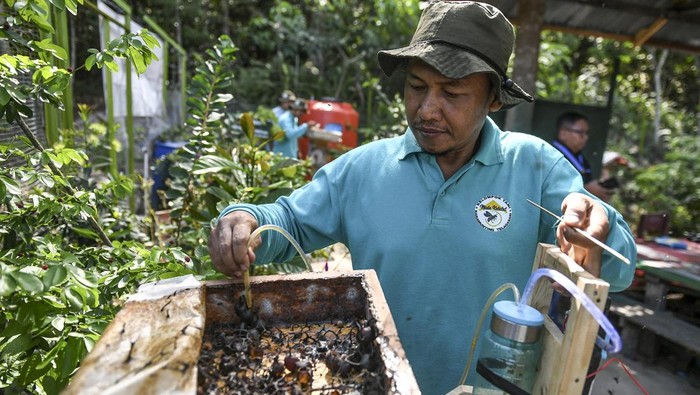 Anggota Kelompok Tani Karamunting menuangkan madu kelulut ke dalam kemasan usai dipanen di Hutan Kota Pendidikan Telaga Sari, Balikpapan, Kalimantan Timur, Selasa (26/3/2024). PHKT bersama kelompok masyarakat bersinergi membentuk Kelompok Tani Karamunting sebagai wadah pembinaan masyarakat di sekitar hutan kota Telaga Sari, Balikpapan dengan memberikan pelatihan budi daya lebah madu kelulut serta pengembangan sarana dan prasarana budi daya yang mampu meningkatkan potensi lebah madu dengan produksi 5 liter madu perbulan. ANTARA FOTO/Hafidz Mubarak A/tom.