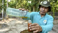 Kelompok Tani Karamunting memproduksi 5 liter madu/bulan. 