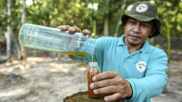 Anggota Kelompok Tani Karamunting menuangkan madu kelulut ke dalam kemasan usai dipanen di Hutan Kota Pendidikan Telaga Sari, Balikpapan, Kalimantan Timur, Selasa (26/3/2024). PHKT bersama kelompok masyarakat bersinergi membentuk Kelompok Tani Karamunting sebagai wadah pembinaan masyarakat di sekitar hutan kota Telaga Sari, Balikpapan dengan memberikan pelatihan budi daya lebah madu kelulut serta pengembangan sarana dan prasarana budi daya yang mampu meningkatkan potensi lebah madu dengan produksi 5 liter madu perbulan. ANTARA FOTO/Hafidz Mubarak A/tom.