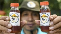 Anggota Kelompok Tani Karamunting menunjukkan madu kelulut yang sudah dikemas di Hutan Kota Pendidikan Telaga Sari, Balikpapan, Kalimantan Timur, Selasa (26/3/2024).