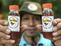 Mantap! Kelompok Tani di Balikpapan Sukses Produksi Madu Kelulut