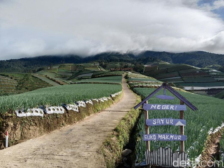 Terbius Indahnya Negeri Sayur Sukomakmur di Magelang