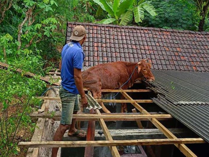 Penemuan Tak Terduga: Sapi Misterius Terjebak di Atap Rumah di Pacitan