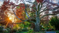 Sebuah pohon di Polandia yang dijuluki Heart of the Garden. Kini, ia telah memenangkan kontes Pohon Terbaik Eropa 2024. Pohon beech biasa yang monumental ini tumbuh di sebuah taman tua di kebun raya Universitas Wroclaw (Foto: BBC)