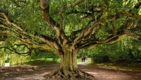 Di tempat kedua ada Weeping Beech of Bayeux di Normandia. Dengan lebar lebih dari 40 meter, kota ini telah menyediakan dukungan struktural untuk membuatnya tetap berdiri (Foto: BBC)