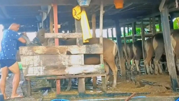 Rafiud Drajat saat memberi makan ternak sapi milik orang tuanya