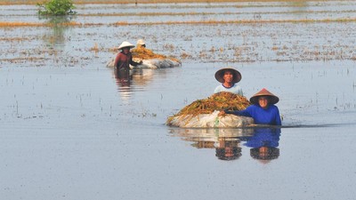 Ribuan Hektare Lahan Padi di Kudus Gagal Panen Imbas Banjir