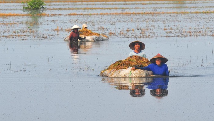 Petani mengangkut padi dengan terpal saat panen di sawah yang terendam banjir di Desa Karangrowo, Undaan, Kudus, Jawa Tengah, Kamis (28/3/2024). Menurut data dari Dinas Pertanian dan Pangan setempat, bencana banjir yang terjadi di Kabupaten Kudus sejak Rabu (13/3/2024) tersebut merendam seluas 3.839 hektare tanaman padi dan 2.645 hektare diantaranya mengalami puso atau gagal panen yang tersebar di kecamatan Jati, Undaan, Kaliwungu dan Undaan serta Mejobo. ANTARA FOTO/Yusuf Nugroho/aww.