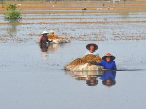 Ribuan Hektare Lahan Padi di Kudus Gagal Panen Imbas Banjir