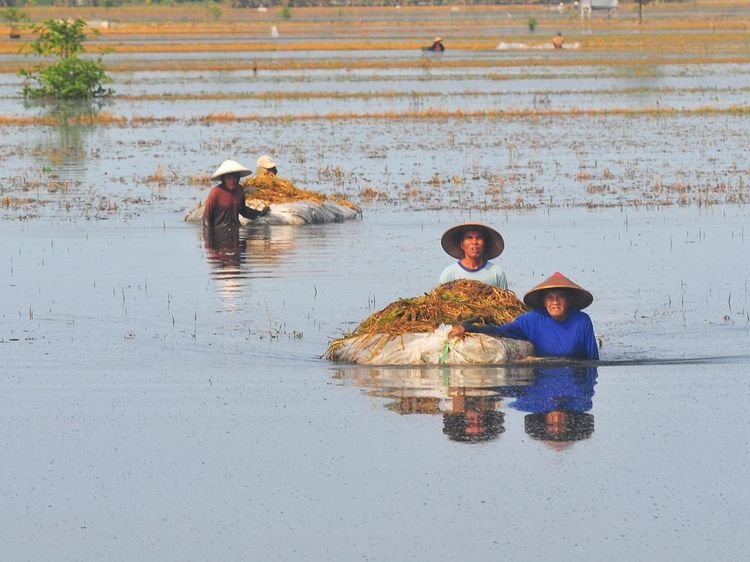 Ribuan Hektare Lahan Padi di Kudus Gagal Panen Imbas Banjir